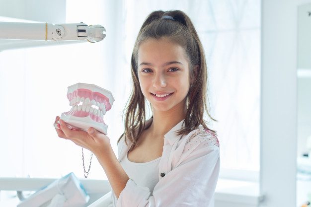 A girl holding a model of teeth in her hands.